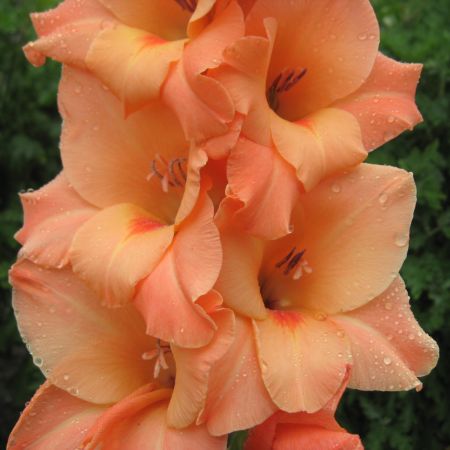 Gladiola